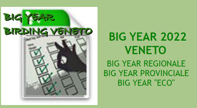 bigyear.jpg