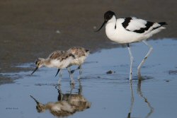 Avocetta.jpg