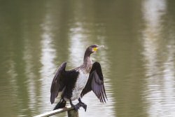 Cormorano_Oasi_Gaggio-1_.JPG