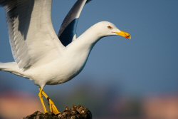 Free as a gull - Cargasacchi_.jpg