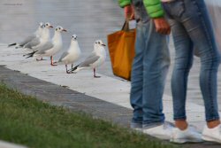 Gabbiano_comune_gambe_San_Giuliano_Parco_3_11_2017_4681sf_.JPG