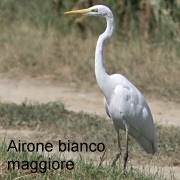 airone_bianco_maggiore