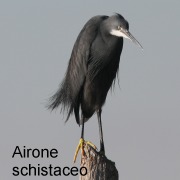 airone_schistaceo