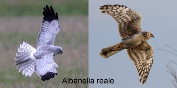 albanella_reale