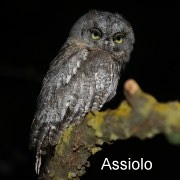 assiolo