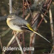 ballerina_gialla