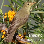 canapino_maggiore