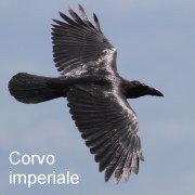 corvo_imperiale