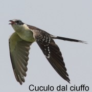 cuculo_dal_ciuffo