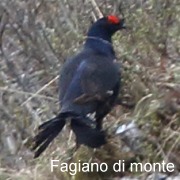 fagiano_di_monte