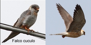 falco_cuculo