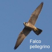 falco_pellegrino