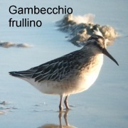 gambecchio_frullino