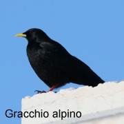 gracchio_alpino