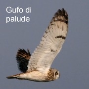 gufo_di_palude