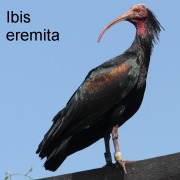 ibis_eremita