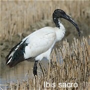 ibis_sacro