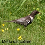 merlo_dal_collare