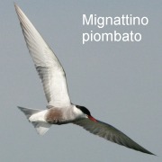 mignattino_piombato