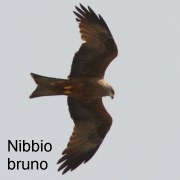 nibbio_bruno