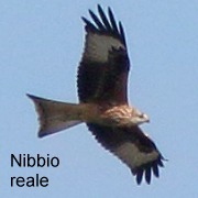 nibbio_reale