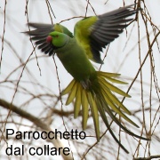 parrocchetto_dal_collare