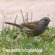 passera_scopaiola