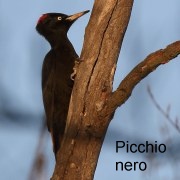 picchio_nero
