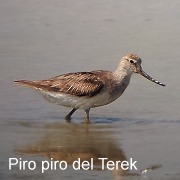 piro_piro_del_terek