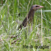 re_di_quaglie