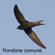 rondone_comune