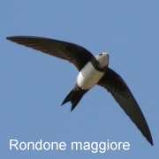 rondone_maggiore