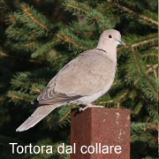 tortora_dal_collare