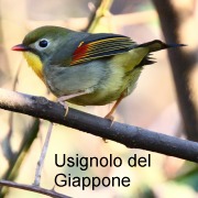 usignolo_del_giappone