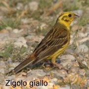 zigolo_giallo