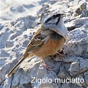 zigolo_muciatto