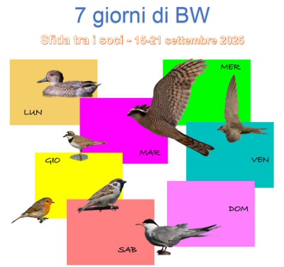 7_giorni_di_BW.jpg