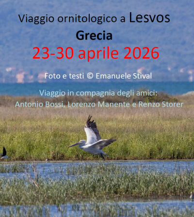 Report_Lesvos_2026.jpg