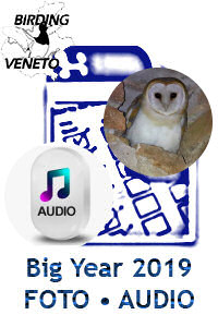 bigyear_fs_2019.jpg