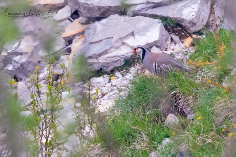 Coturnice_Cima_Grappa_7_6_2025_9593.jpg