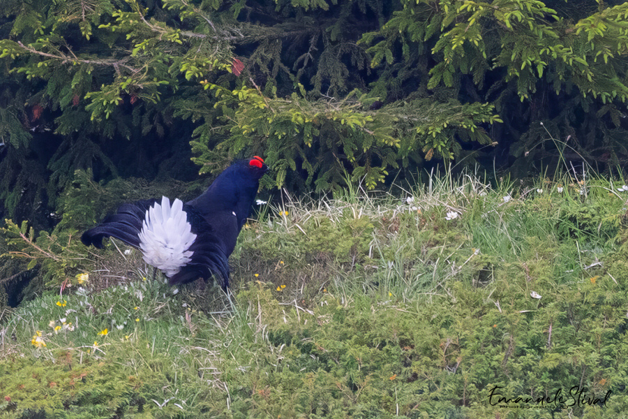 Fagiano_di_monte_Monte_Grappa_6_6_2026_1403sf.jpg