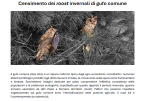 Locandina_censimento_Gufi_comuni.jpg