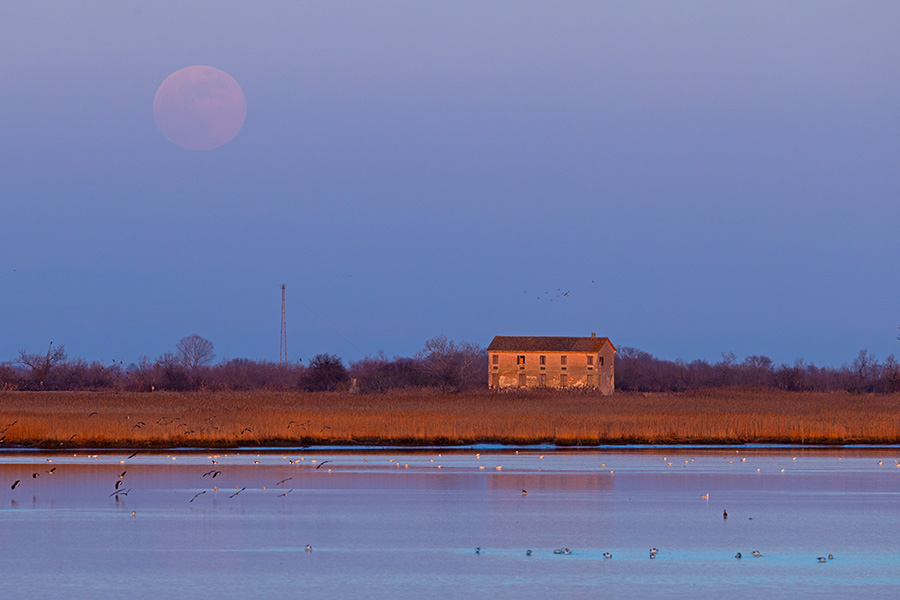 Paesaggio_Luna_Palude_della_Cona_1_2_2026_2170.jpg