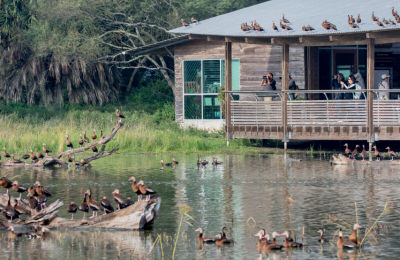 Texas_birding_di_frontiera_2019_.jpg