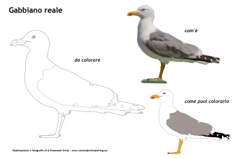 Gabbiano_reale_da_colorare_.jpg