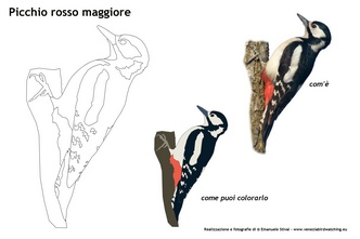 Picchio_rosso_maggiore_da_colorare_.jpg