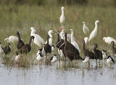 Texas_birding_di_frontiera_2019.jpgTexas_birding_di_frontiera_2019.jpg
