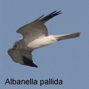 albanella_pallida
