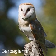 barbagianni