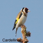 cardellino